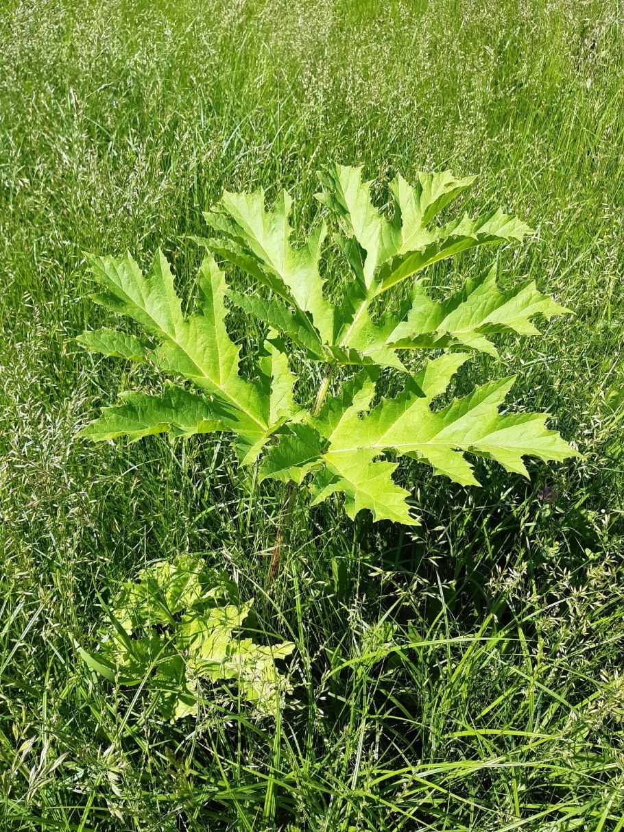 Борщевик ядовитый