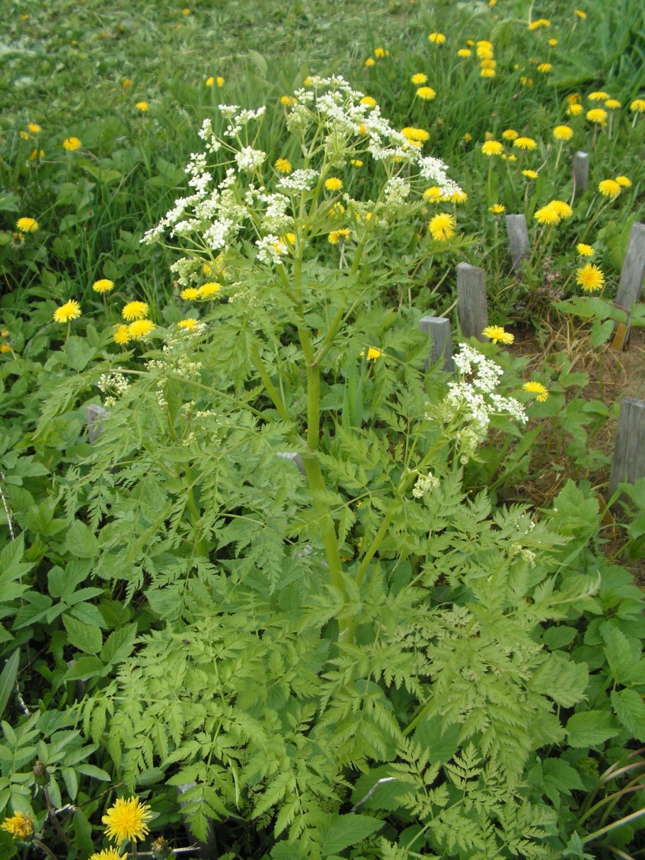 Борщевик кавказский