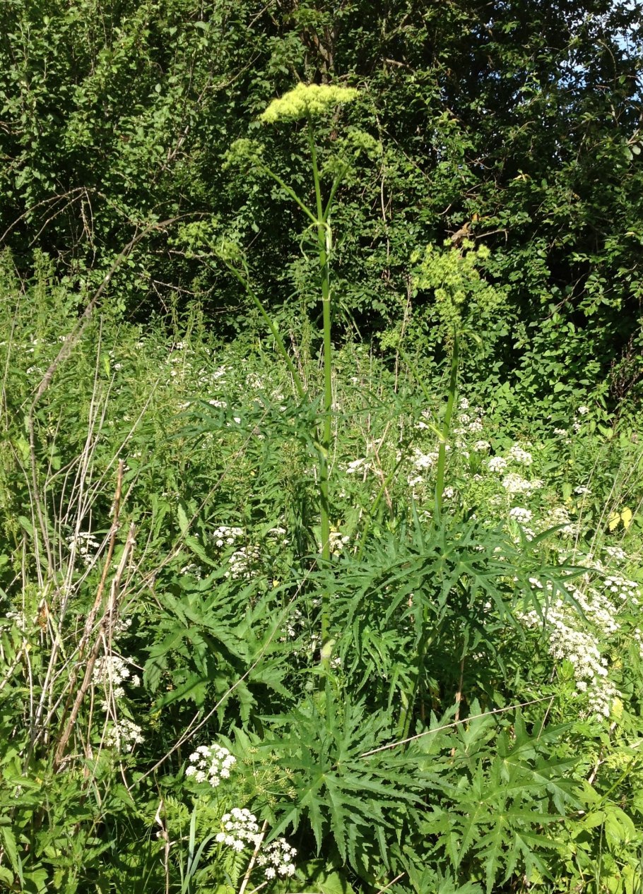 Борщевик, пырей, сныть, мокрица, осот