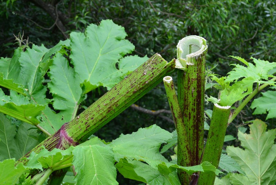 Сныть Дудник борщевик