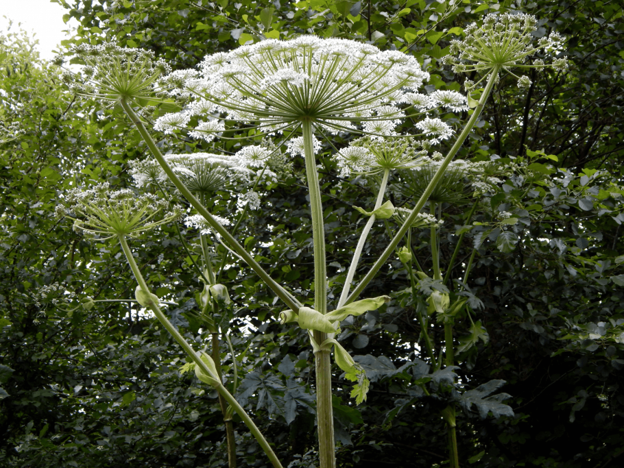 Борщевик Сосновского