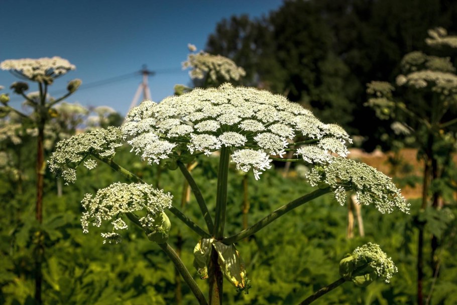 Борщевик Сибирский — Heracleum sibiricum l