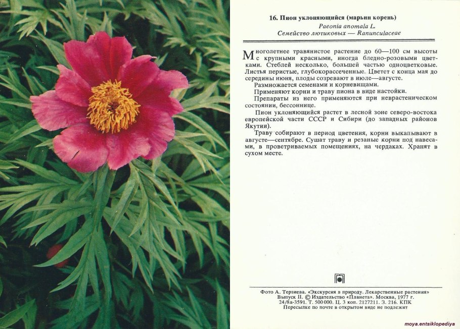 Растения НСО В красной книге Новосибирской области