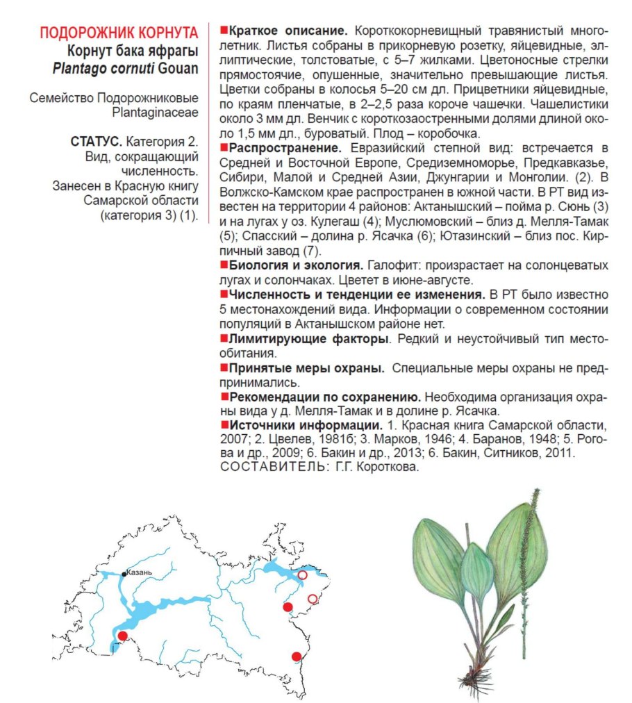 Цветы красной книги Красноярского края