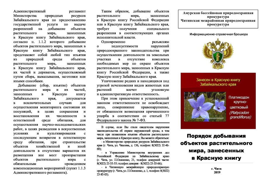 Сосна описание