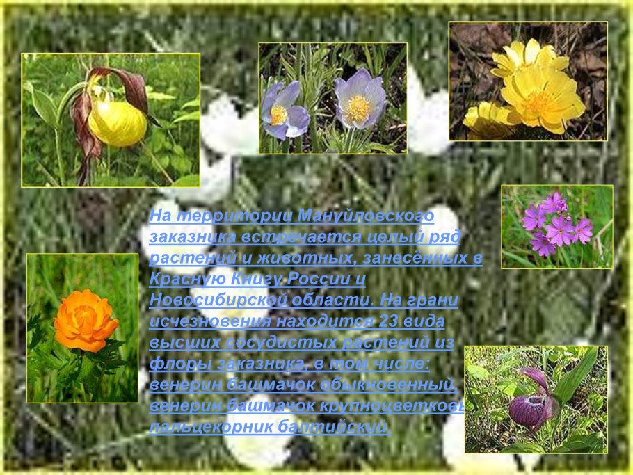 Растения новосибирской области занесенные в красную книгу