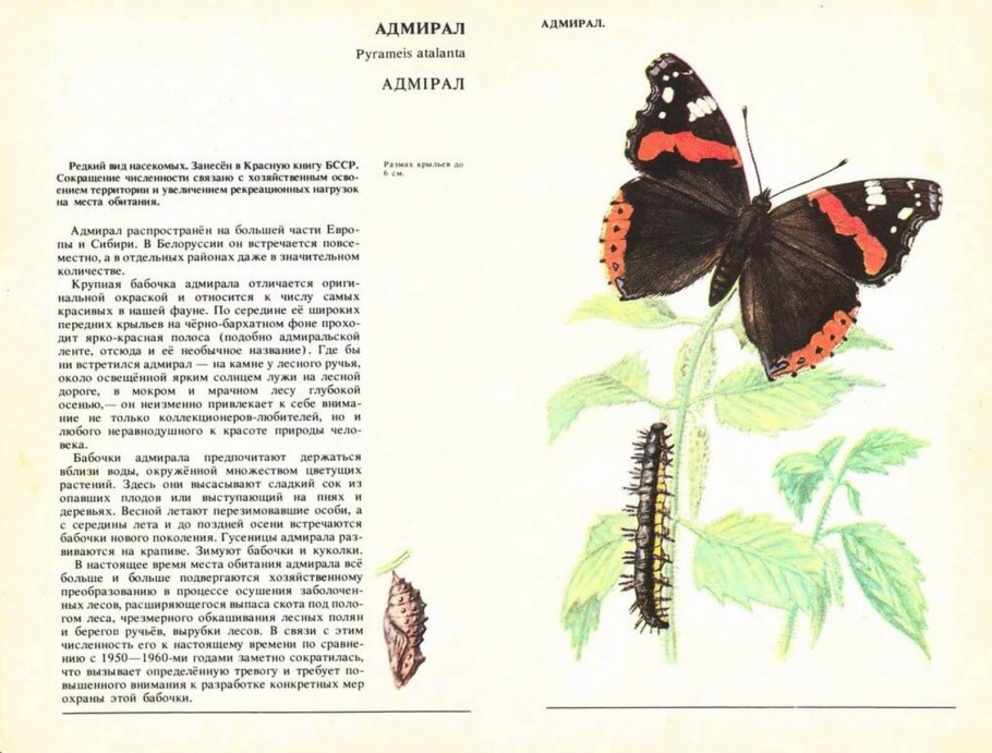 Бабочка адмирал красная книга