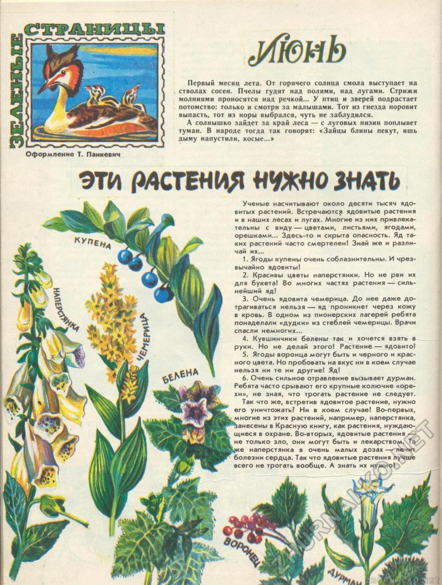 Лилия саранка красная