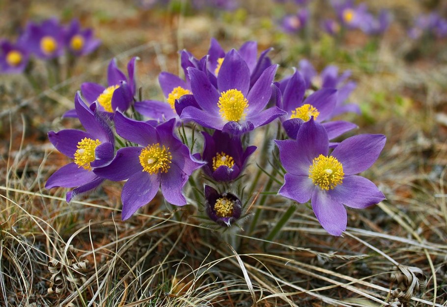Лук Медвежий черемша красная книга