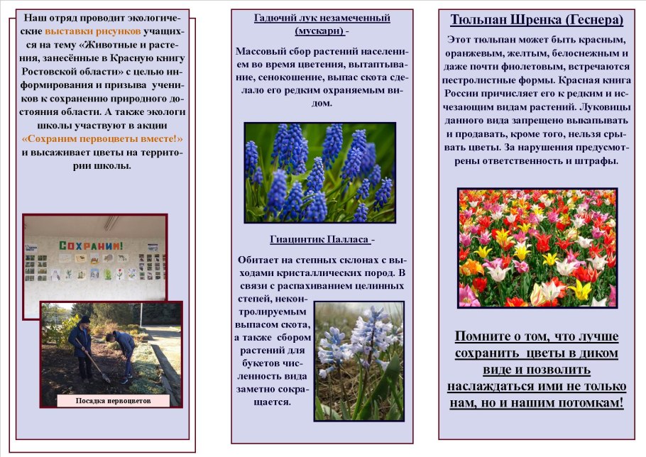 Берегите первоцветы