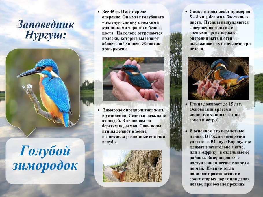 Растения занесенные в красную книгу рисунки