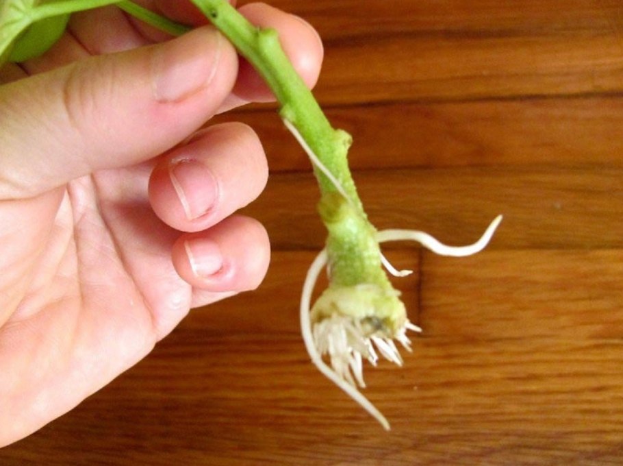 Черенок пеларгонии с корнями