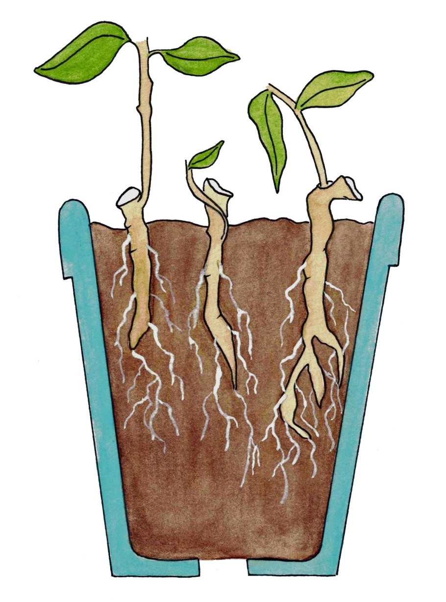 Вегетативное размножение бегонии черенками