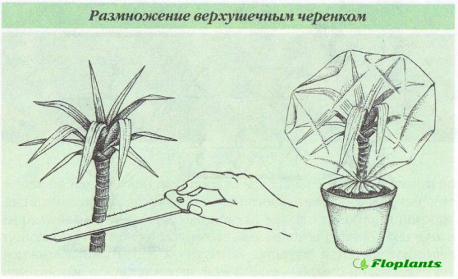 Пальма Драцена размножение черенками