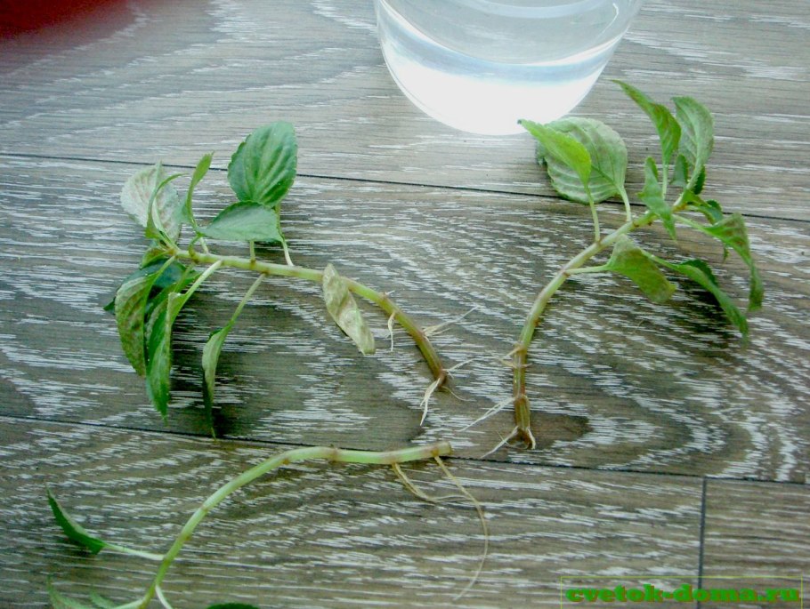 Черенки бальзамина