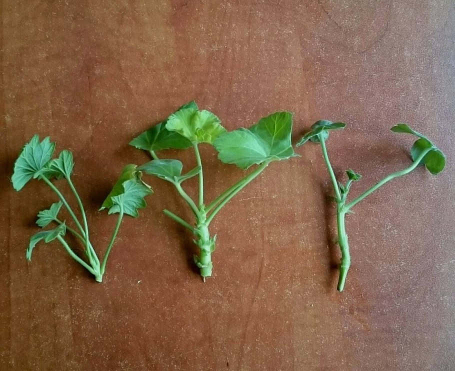 Узамбарская фиалка Росток