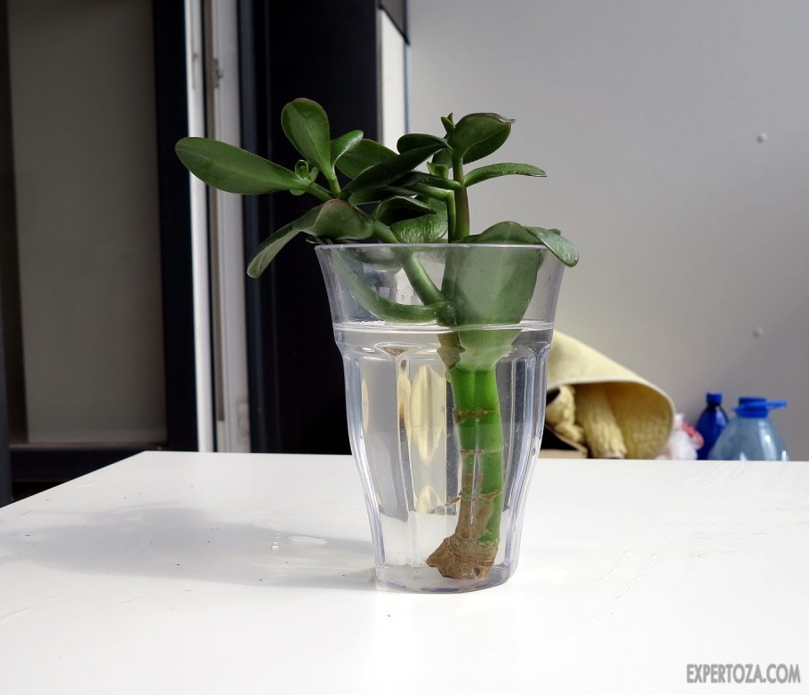 Вегетативное размножение комнатных растений сенполия