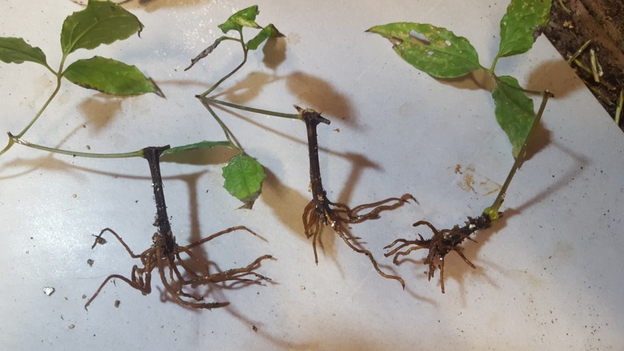 Черенки петунии вегетативной