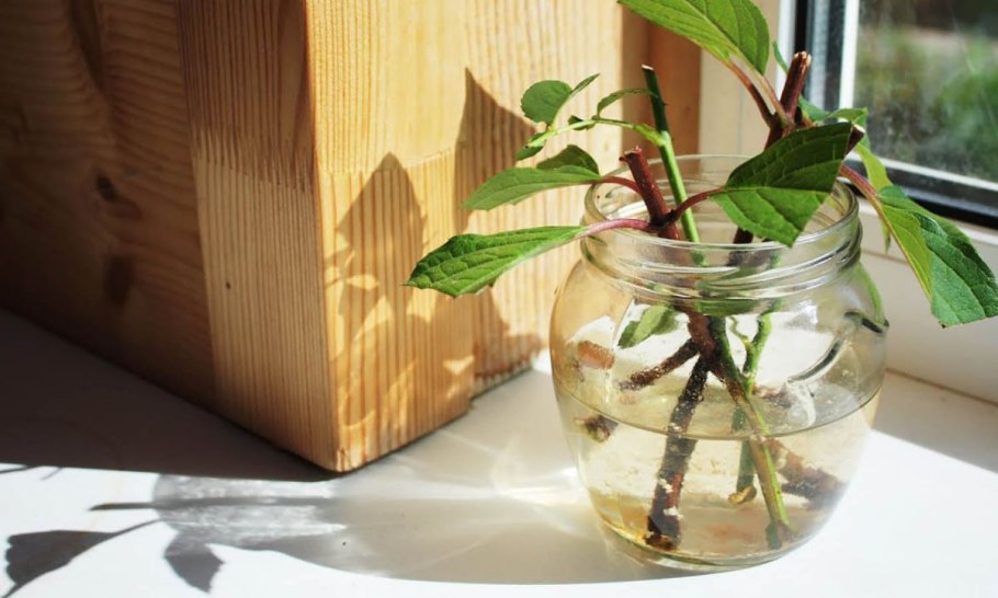 Формы вегетативного размножения растений