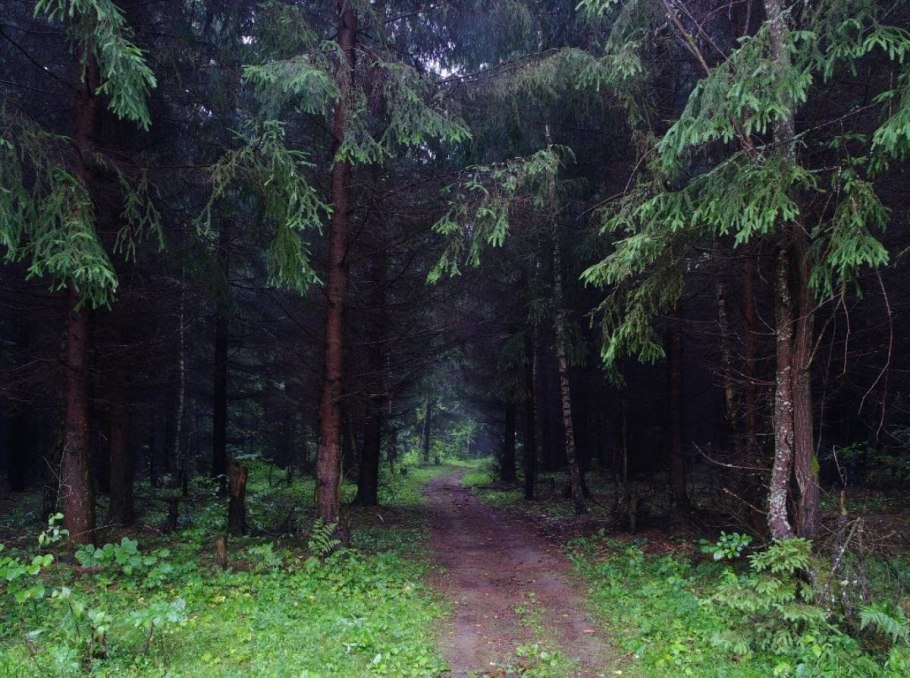 Зимний еловый лес