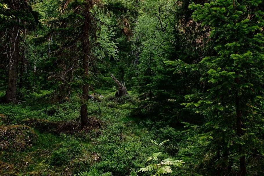 Бирнамский лес Шотландия