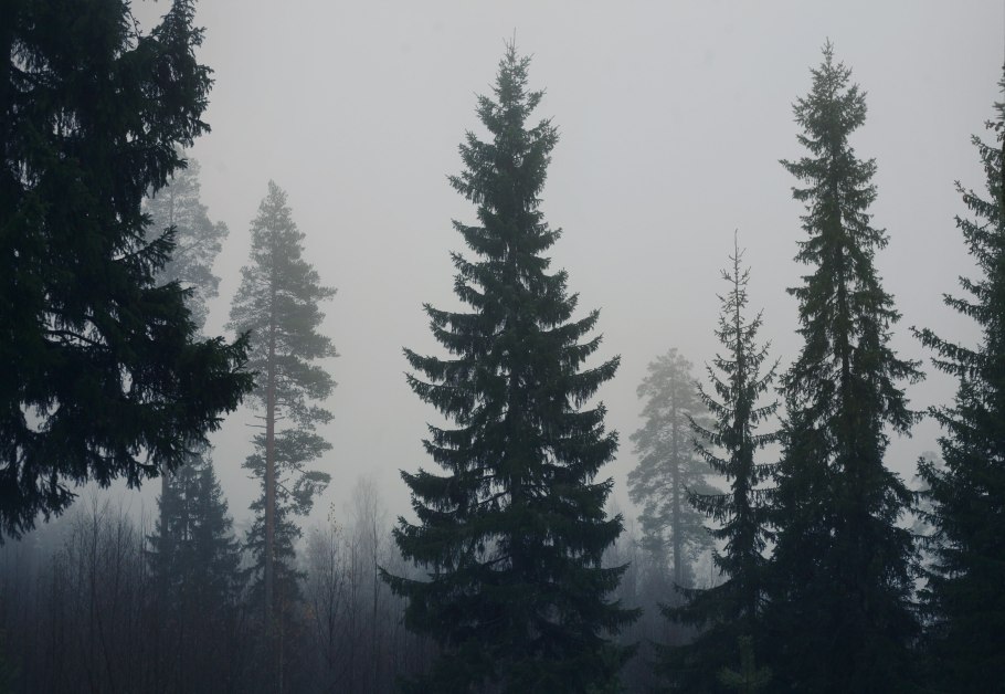 Лес верхушки деревьев