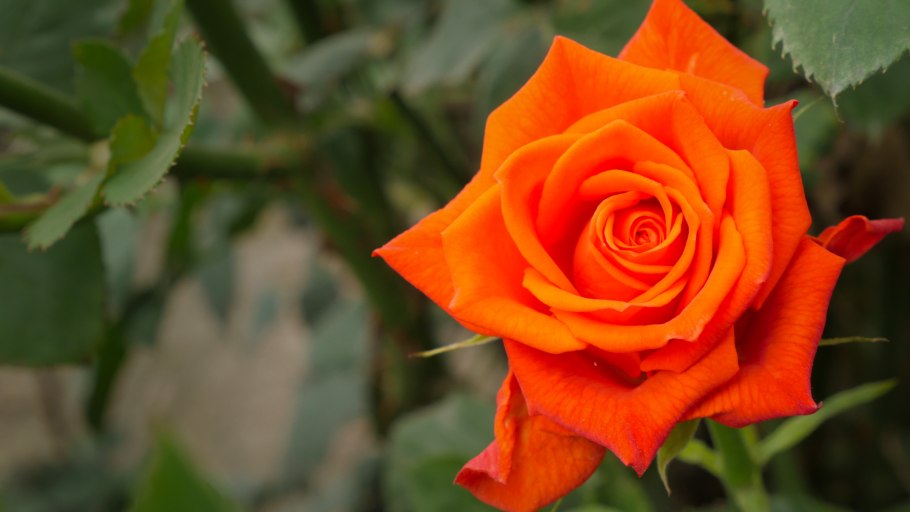 Роза оранж Беби