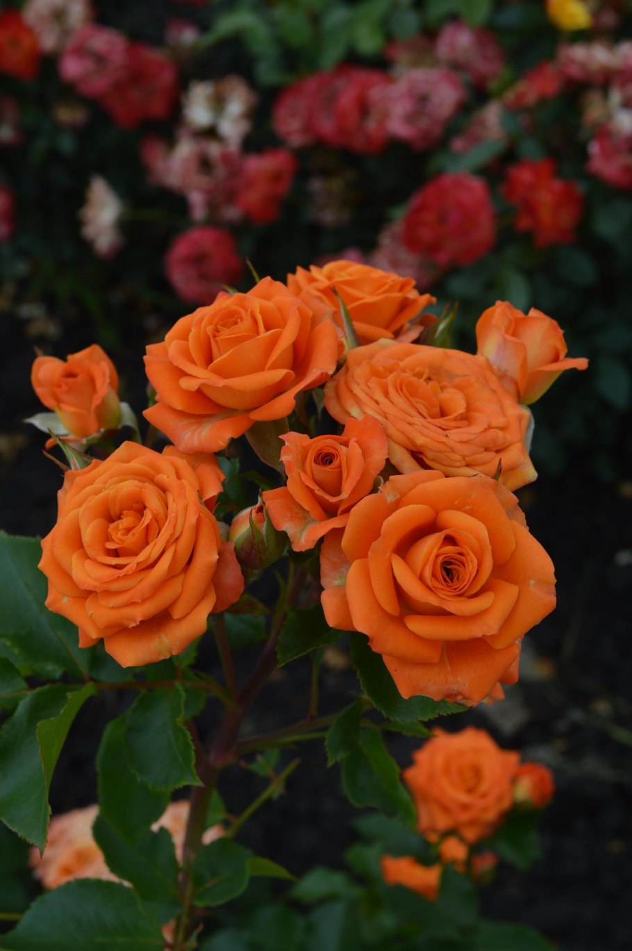 Роза оранж Беби