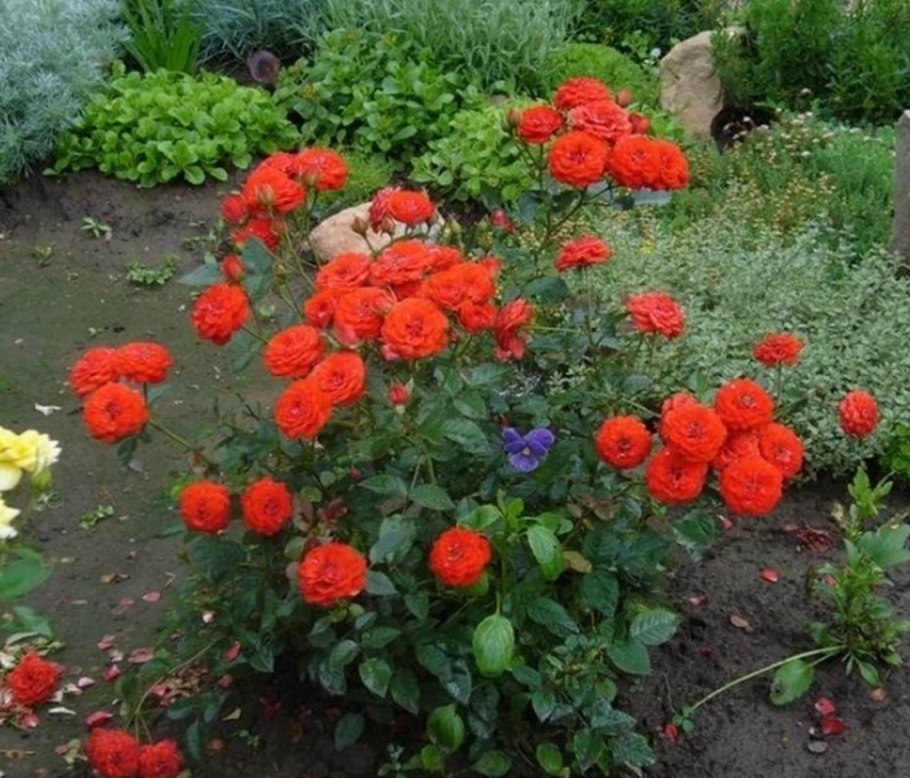 Роза Orange Babyflor