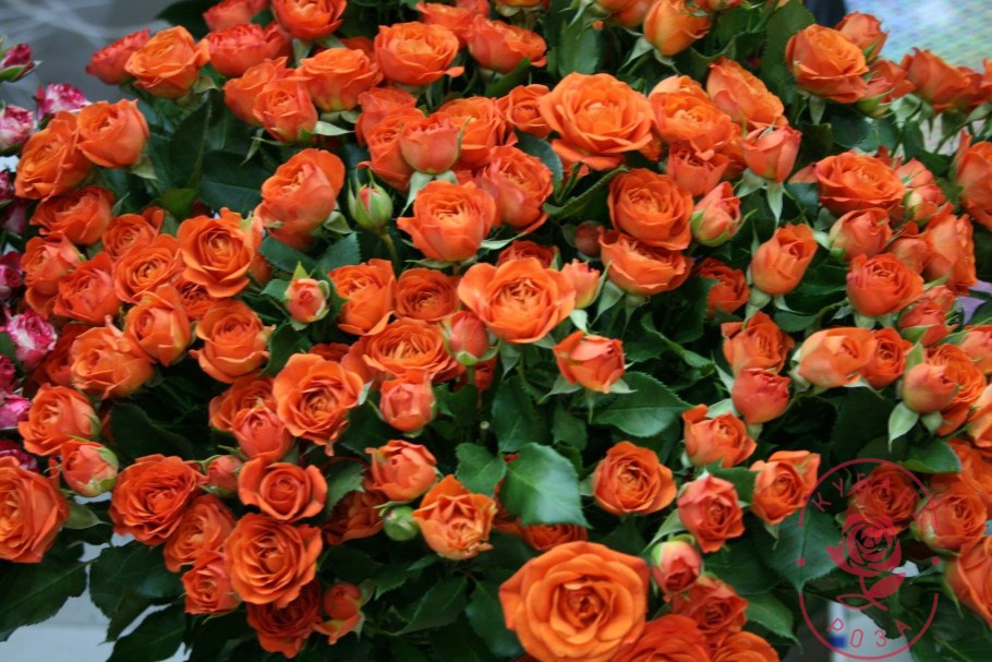 Роза флорибунда оранж