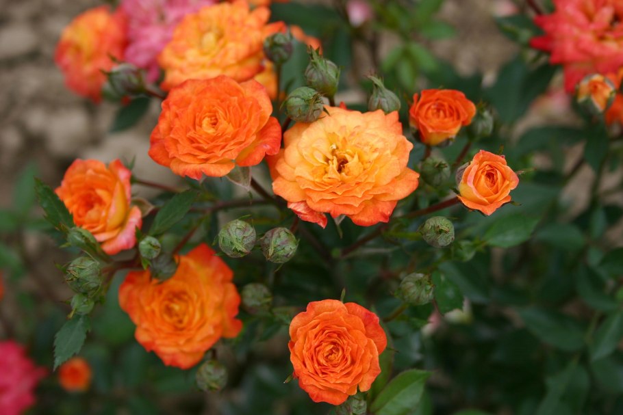 Роза флорибунда оранж