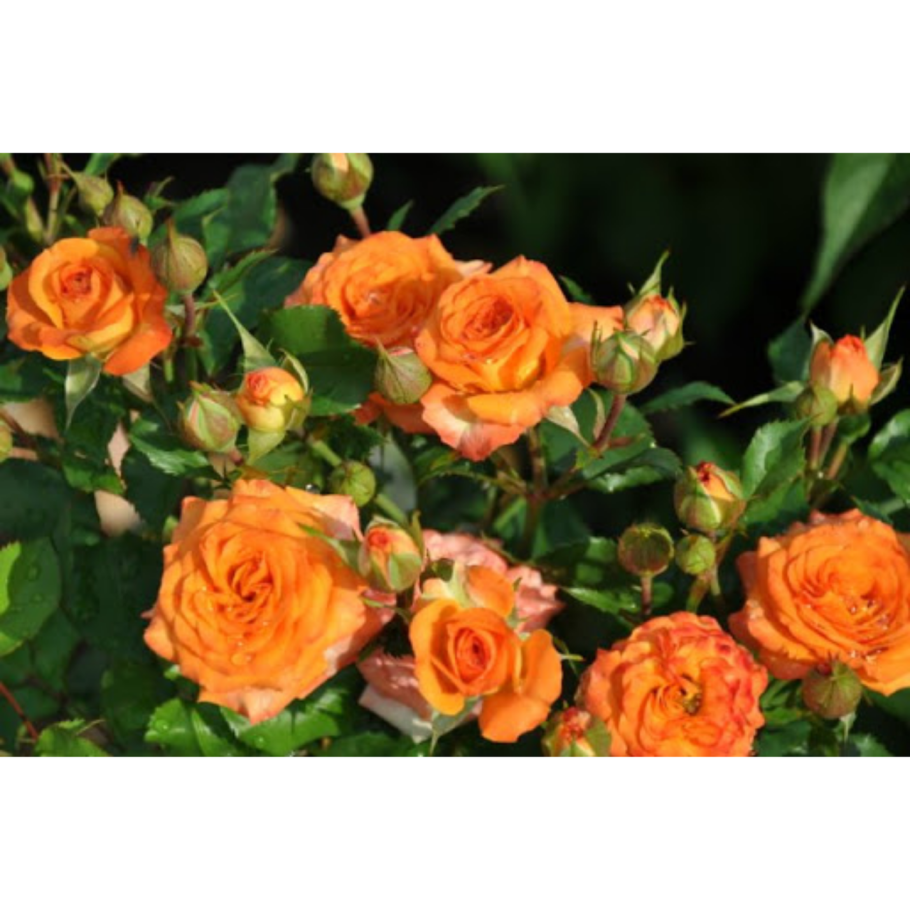 Роза оранж Джевел