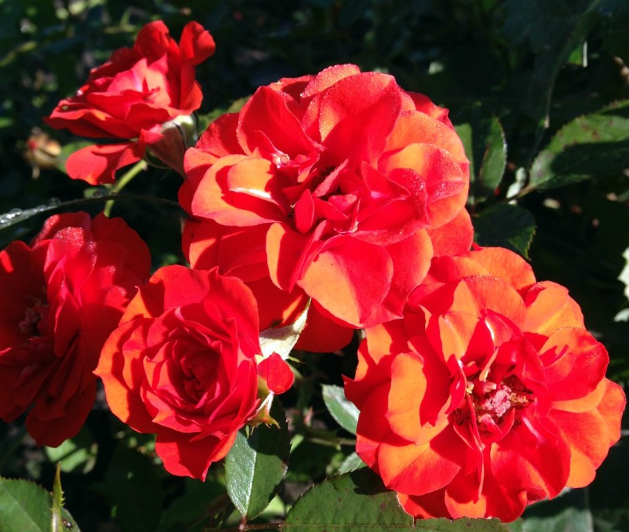 Роза миниатюрная оранж бэби