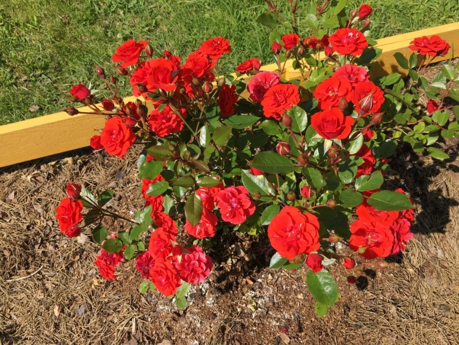 Роза флорибунда оранж Беби