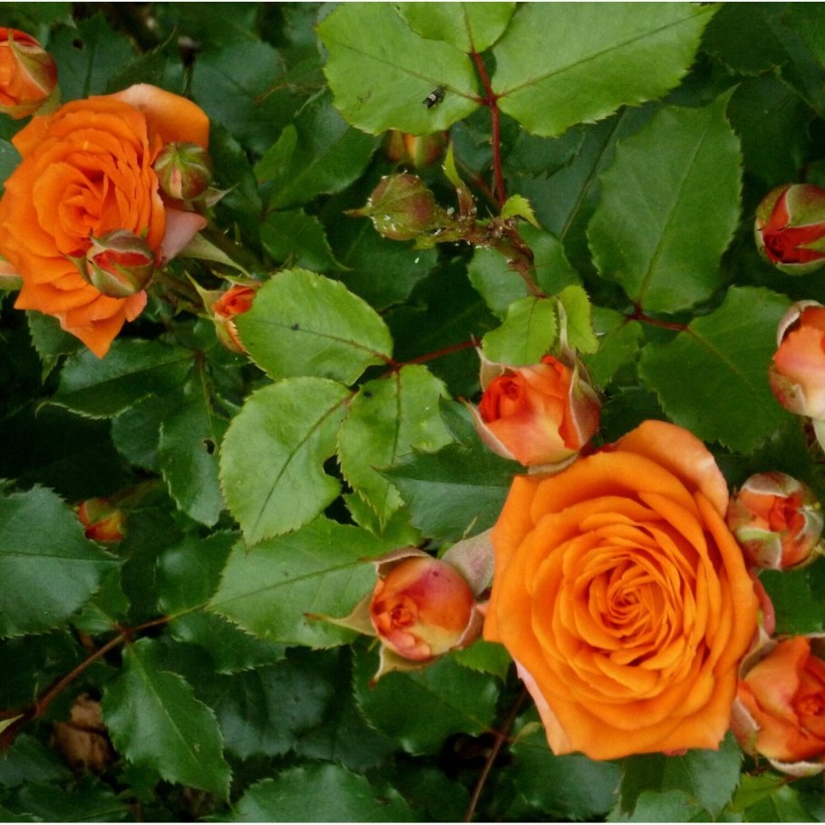 Роза grimpant Orange Meillandina