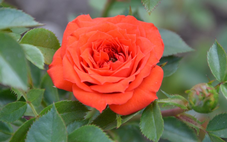 Роза флорибунда оранж Беби