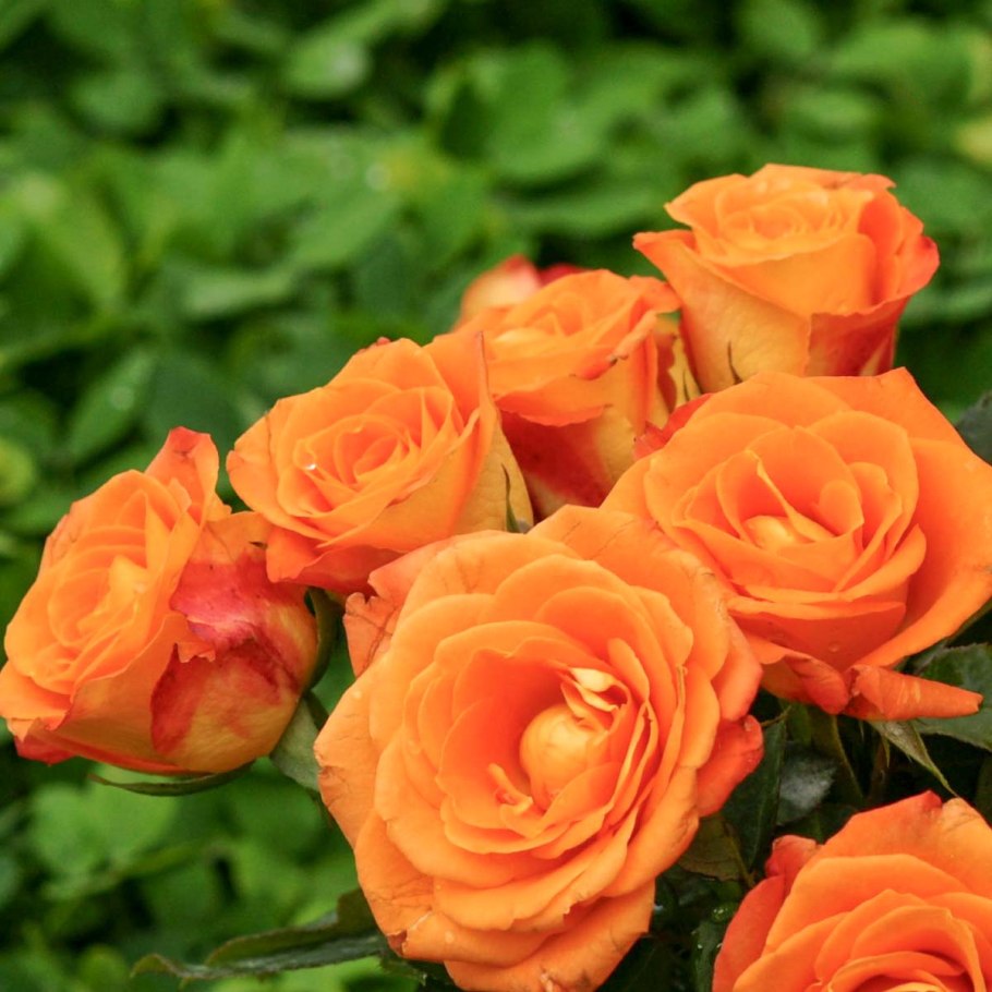 Роза флорибунда оранж Джус