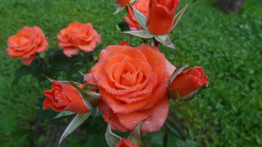 Роза почвопокровная миниатюр Ориндж