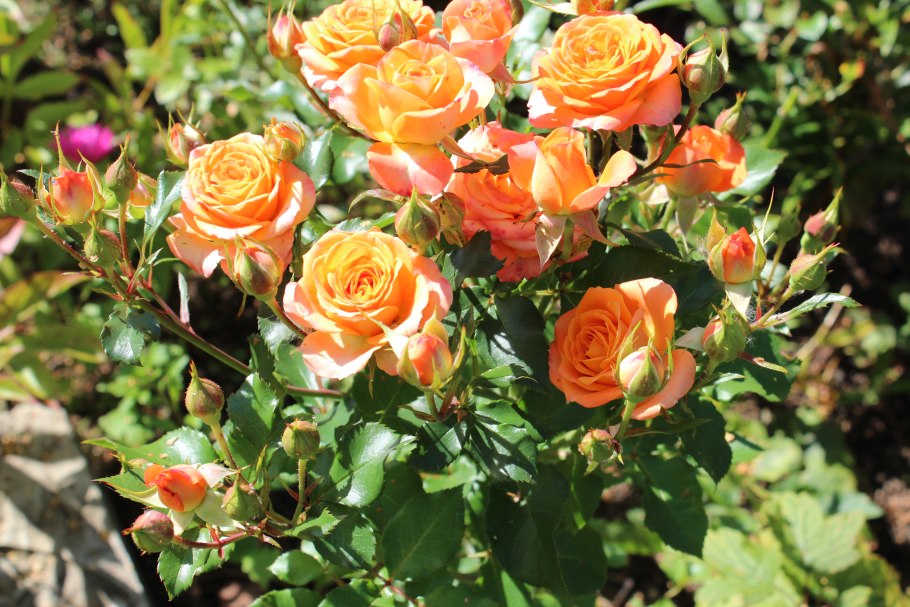 Роза флорибунда оранж