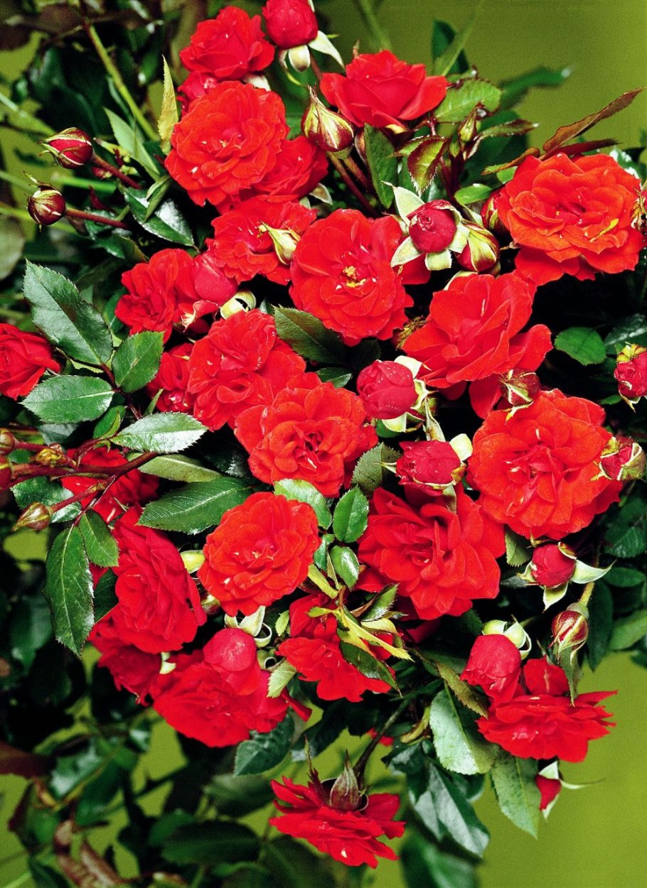 Роза оранж Джус