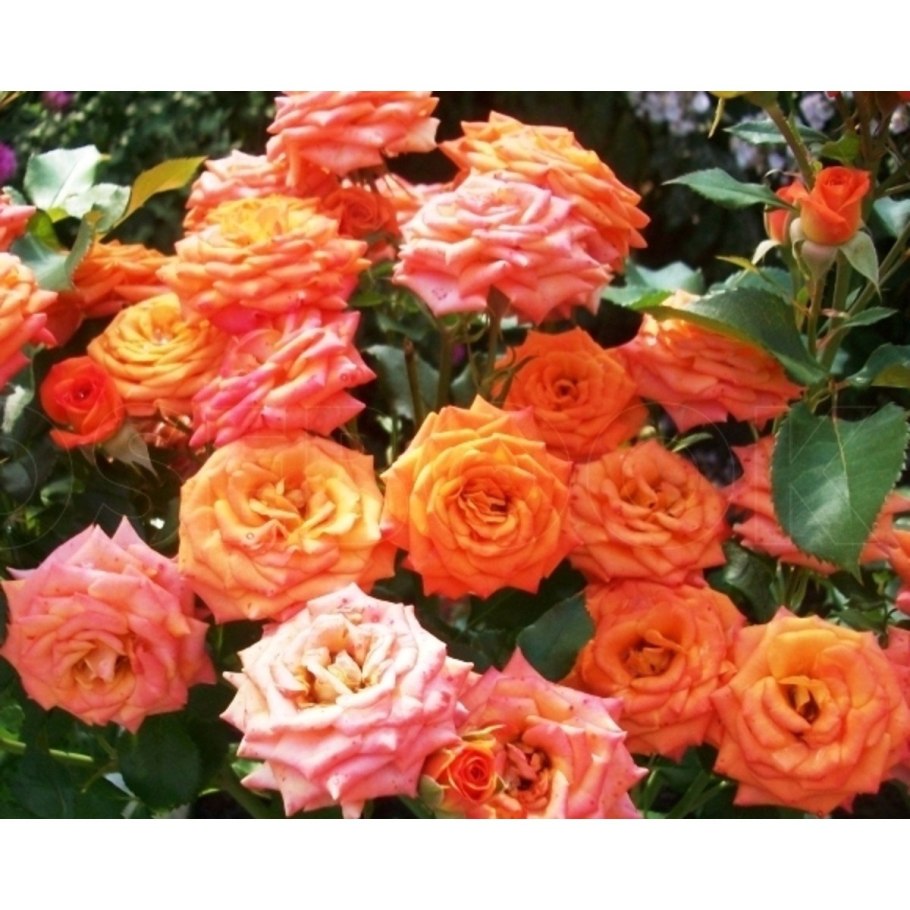 Роза спрей оранж бейби