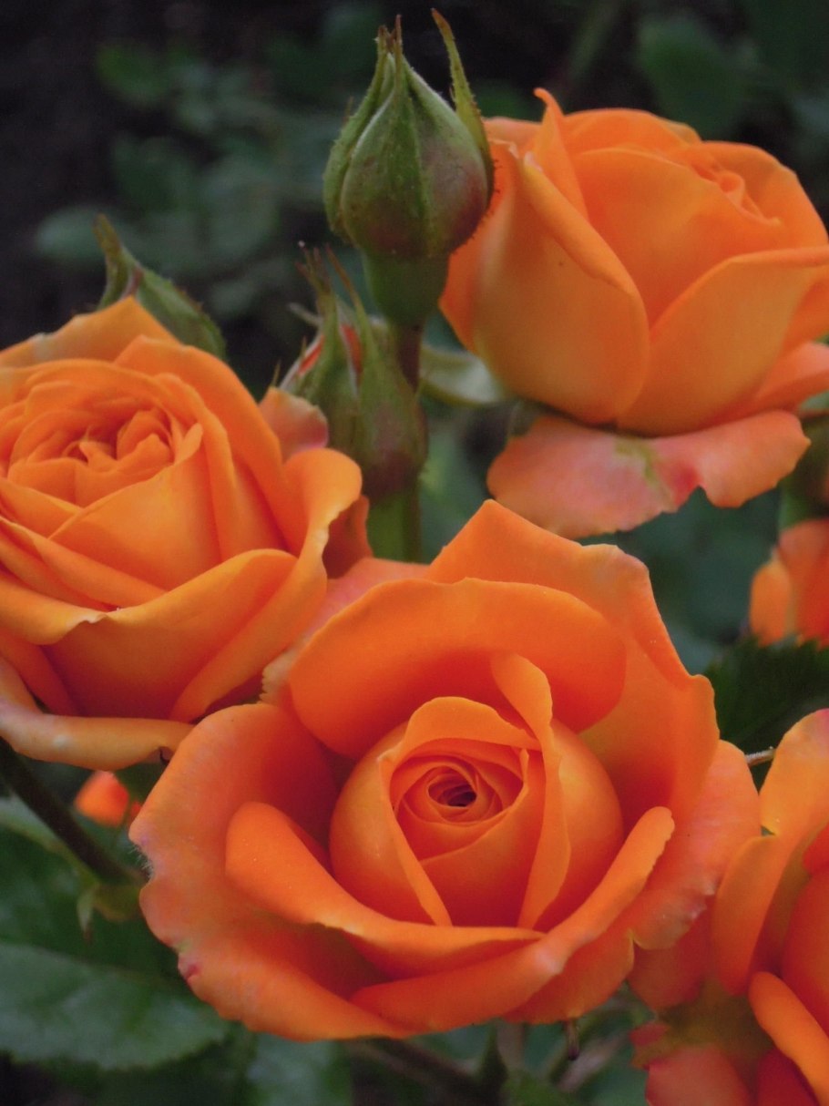 Роза миниатюрная оранж Джувел