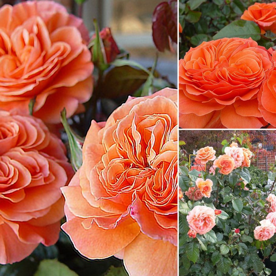 Роза оранж Клементина