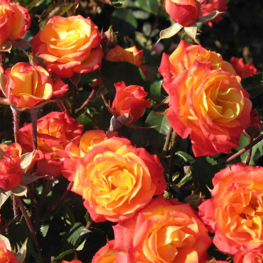 Роза оранж Мейландина