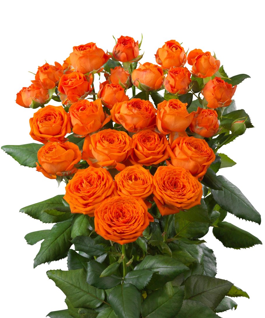 Бордюрная роза оранж