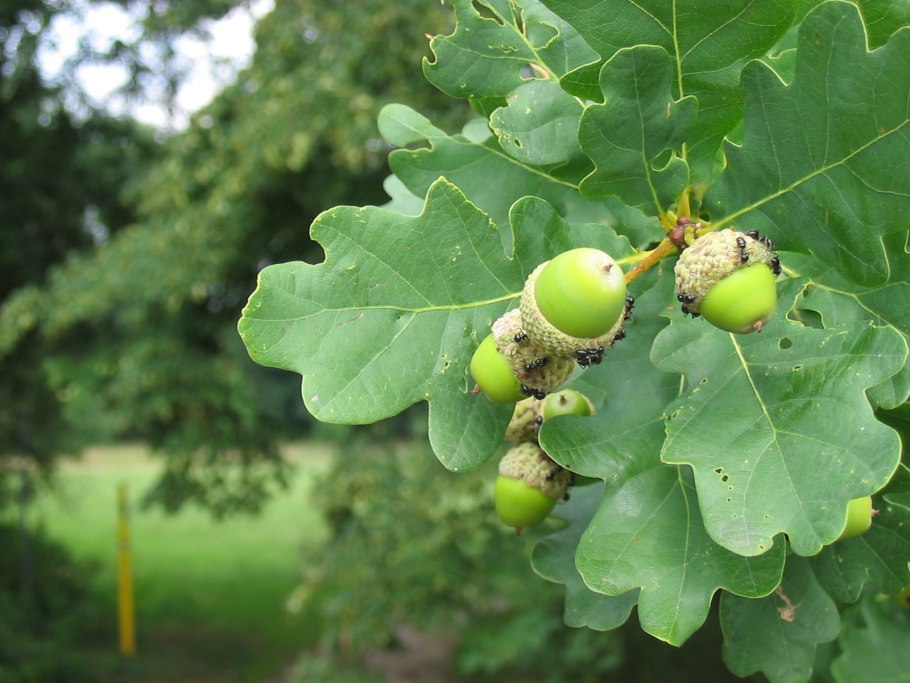 Дуб обыкновенный (Quercus Robur)