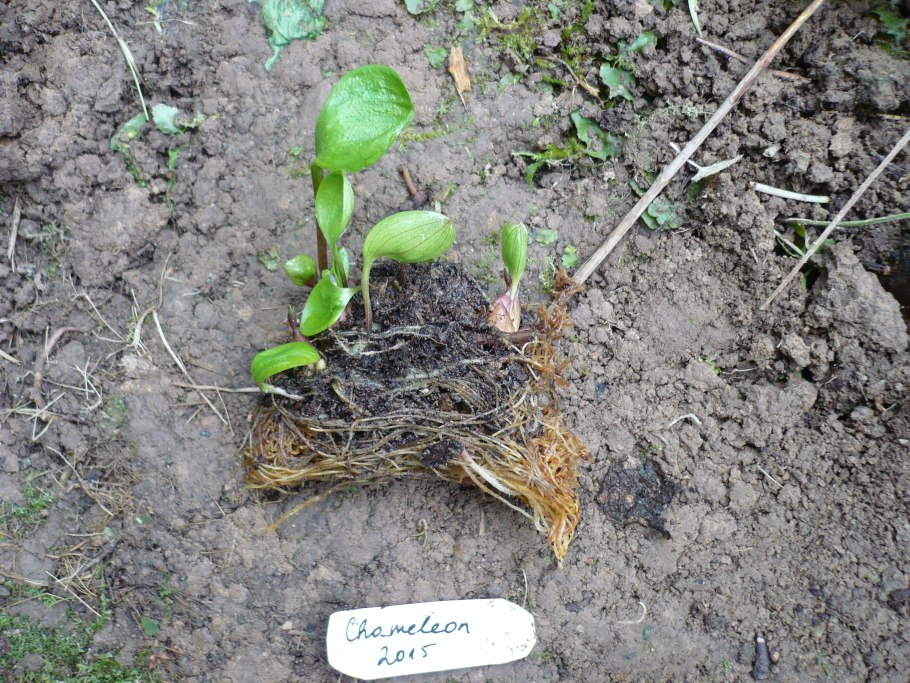 Лилии размножение чешуйками