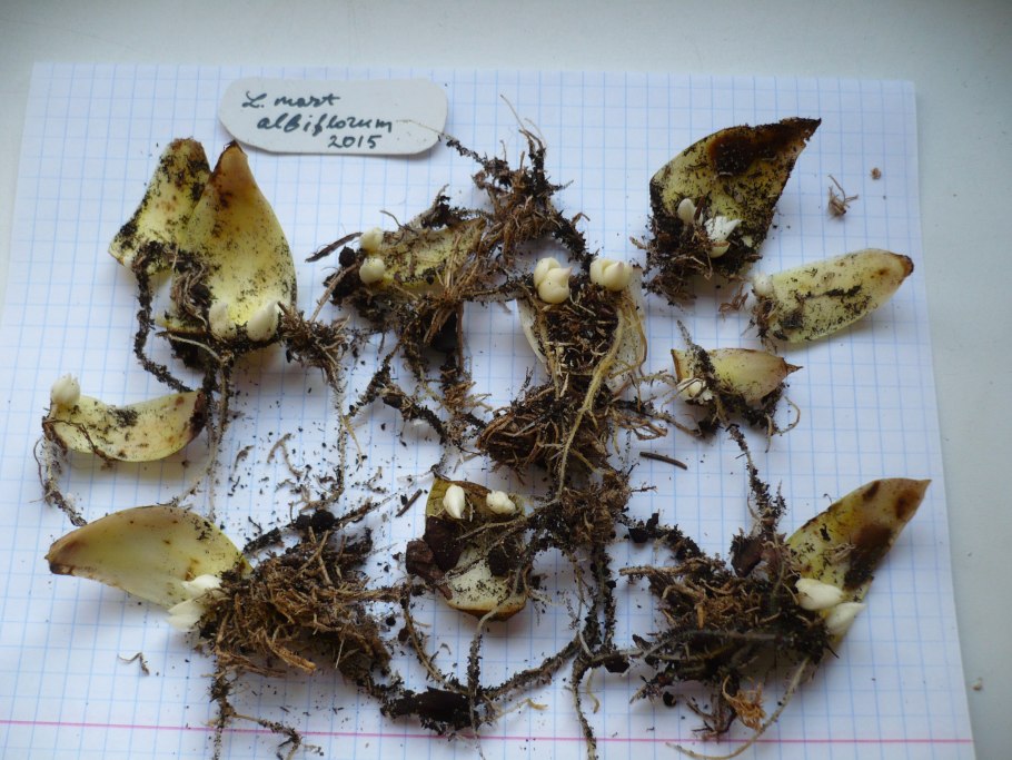 Чешуйчатые луковицы лилий