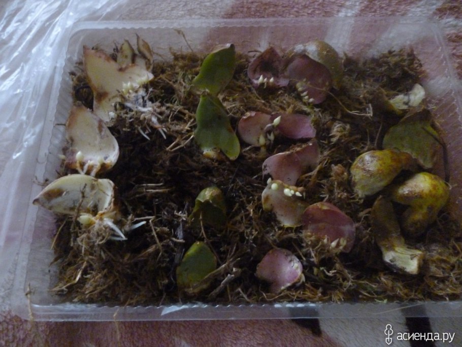 Чешуйчатые луковицы лилий