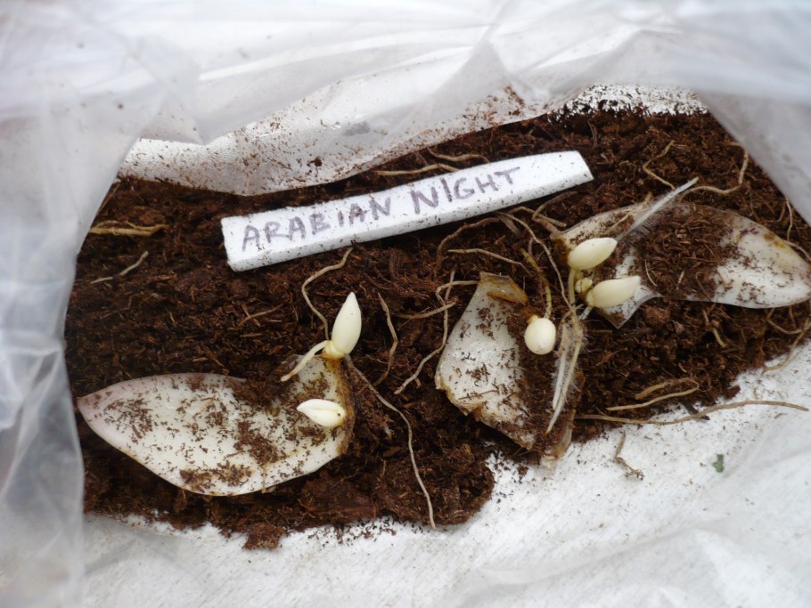 Чешуйчатая луковица лилии